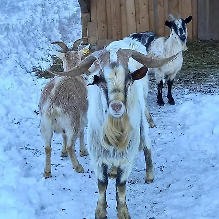 Tubej - Adults Only Вилла Бохинь